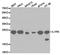 Interleukin 1 Receptor Antagonist antibody, TA327265, Origene, Western Blot image 