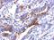 Ras Homolog Family Member F, Filopodia Associated antibody, NBP2-20157, Novus Biologicals, Immunohistochemistry frozen image 