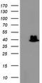 TBC1 Domain Family Member 21 antibody, LS-C786538, Lifespan Biosciences, Western Blot image 