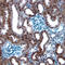 Hdm2 antibody, AF1244, R&D Systems, Immunohistochemistry frozen image 