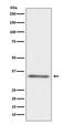 CD154 / CD40L antibody, M01114, Boster Biological Technology, Western Blot image 