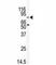 Microtubule Affinity Regulating Kinase 2 antibody, F40167-0.4ML, NSJ Bioreagents, Western Blot image 