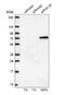 Cleavage Stimulation Factor Subunit 2 Tau Variant antibody, NBP1-87407, Novus Biologicals, Western Blot image 