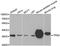 Tropomyosin 2 antibody, A3096, ABclonal Technology, Western Blot image 