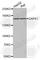 Death-associated protein kinase 1 antibody, A0902, ABclonal Technology, Western Blot image 