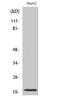 Neuromedin U antibody, STJ94433, St John