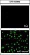 Dengue virus antibody, GTX103350, GeneTex, Immunocytochemistry image 
