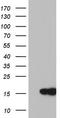 Microtubule Associated Protein 1 Light Chain 3 Alpha antibody, LS-C798050, Lifespan Biosciences, Western Blot image 