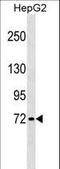 Guanylate Binding Protein 4 antibody, LS-C159715, Lifespan Biosciences, Western Blot image 