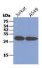 Tubulin Folding Cofactor B antibody, MBS200320, MyBioSource, Western Blot image 