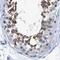 Dynein Axonemal Intermediate Chain 1 antibody, PA5-54526, Invitrogen Antibodies, Immunohistochemistry paraffin image 