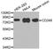 CD248 Molecule antibody, STJ22983, St John