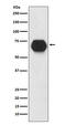 CD55 Molecule (Cromer Blood Group) antibody, M00910-2, Boster Biological Technology, Western Blot image 