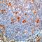 Serpin Family A Member 3 antibody, PA5-32260, Invitrogen Antibodies, Immunohistochemistry frozen image 
