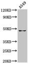 Growth Differentiation Factor 7 antibody, LS-C674451, Lifespan Biosciences, Western Blot image 