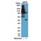 IgG2b antibody, NBP2-62009B, Novus Biologicals, Western Blot image 