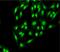 Autophagy Related 12 antibody, 23006, QED Bioscience, Immunofluorescence image 