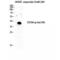 C-X-C Motif Chemokine Receptor 4 antibody, LS-C381517, Lifespan Biosciences, Western Blot image 