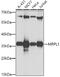 Mitochondrial Ribosomal Protein L1 antibody, GTX33325, GeneTex, Western Blot image 