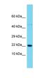 Sorting Nexin 12 antibody, orb331201, Biorbyt, Western Blot image 