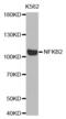 Nuclear Factor Kappa B Subunit 2 antibody, abx000582, Abbexa, Western Blot image 