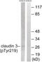 Claudin 3 antibody, 79-901, ProSci, Western Blot image 