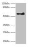 Angiopoietin 1 antibody, LS-C285650, Lifespan Biosciences, Western Blot image 