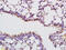 Ribonuclease A Family Member 4 antibody, GTX51733, GeneTex, Immunohistochemistry paraffin image 