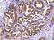Oligophrenin 1 antibody, 104414-T08, Sino Biological, Immunohistochemistry paraffin image 