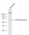 Peroxisome Proliferator Activated Receptor Gamma antibody, GTX57756, GeneTex, Western Blot image 