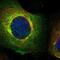 Bone Marrow Stromal Cell Antigen 2 antibody, NBP1-85760, Novus Biologicals, Immunofluorescence image 