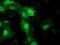 Striatin Interacting Protein 1 antibody, NBP2-45715, Novus Biologicals, Immunofluorescence image 