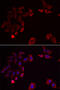 Src Kinase Associated Phosphoprotein 2 antibody, abx004928, Abbexa, Western Blot image 