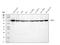 Annexin A6 antibody, M03735-1, Boster Biological Technology, Western Blot image 