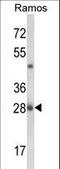 P1 antibody, LS-C163048, Lifespan Biosciences, Western Blot image 