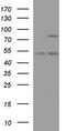 Protocadherin Beta 15 antibody, TA590485, Origene, Western Blot image 