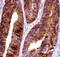 Forkhead Box O3 antibody, LS-C344049, Lifespan Biosciences, Immunohistochemistry paraffin image 