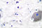Presenilin 1 antibody, LS-C176185, Lifespan Biosciences, Immunohistochemistry paraffin image 