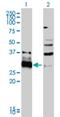 HDGF Like 3 antibody, H00050810-M01, Novus Biologicals, Western Blot image 