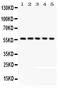CAMP Responsive Element Binding Protein 3 Like 1 antibody, PB9492, Boster Biological Technology, Western Blot image 