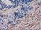 Phosphodiesterase 2A antibody, NBP2-03598, Novus Biologicals, Immunohistochemistry frozen image 