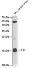 Interleukin 13 antibody, 18-491, ProSci, Western Blot image 