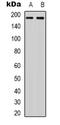 Neuropeptide Y Receptor Y1 antibody, orb385623, Biorbyt, Western Blot image 