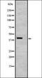 TATA-Box Binding Protein Associated Factor 7 antibody, orb335086, Biorbyt, Western Blot image 