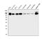 Melanoma Cell Adhesion Molecule antibody, A01683, Boster Biological Technology, Western Blot image 