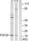 Fibroblast Growth Factor 22 antibody, PA5-38918, Invitrogen Antibodies, Western Blot image 