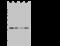 Peroxiredoxin 4 antibody, 107234-T46, Sino Biological, Western Blot image 