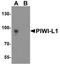 Piwi Like RNA-Mediated Gene Silencing 1 antibody, A03159, Boster Biological Technology, Western Blot image 