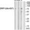 Dynamin 1 Like antibody, abx013015, Abbexa, Western Blot image 