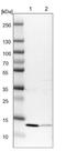 Trafficking Protein Particle Complex 2 Like antibody, NBP1-83172, Novus Biologicals, Western Blot image 